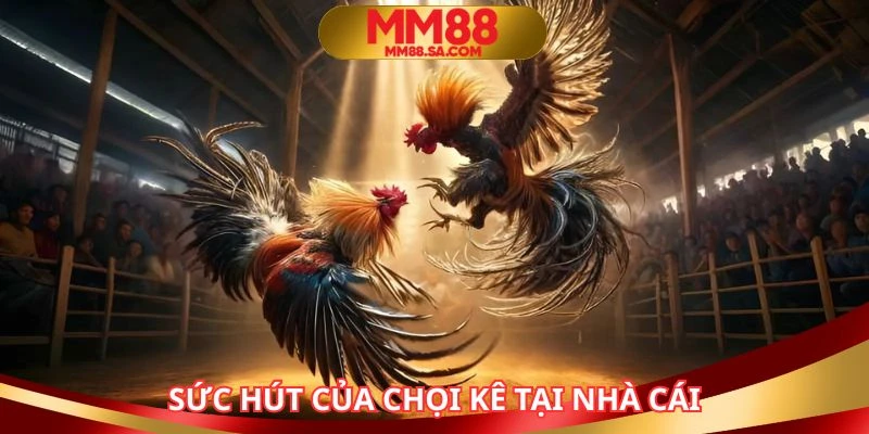 Một vài điểm ưu việt có tại chuyên mục chọi kê